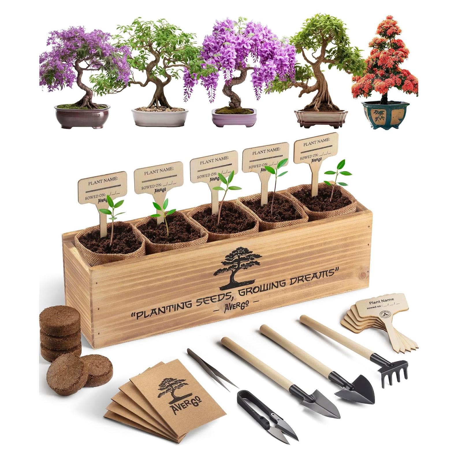 Kit de Árbol Bonsai AVERGO – 5 Árboles para Cultivar