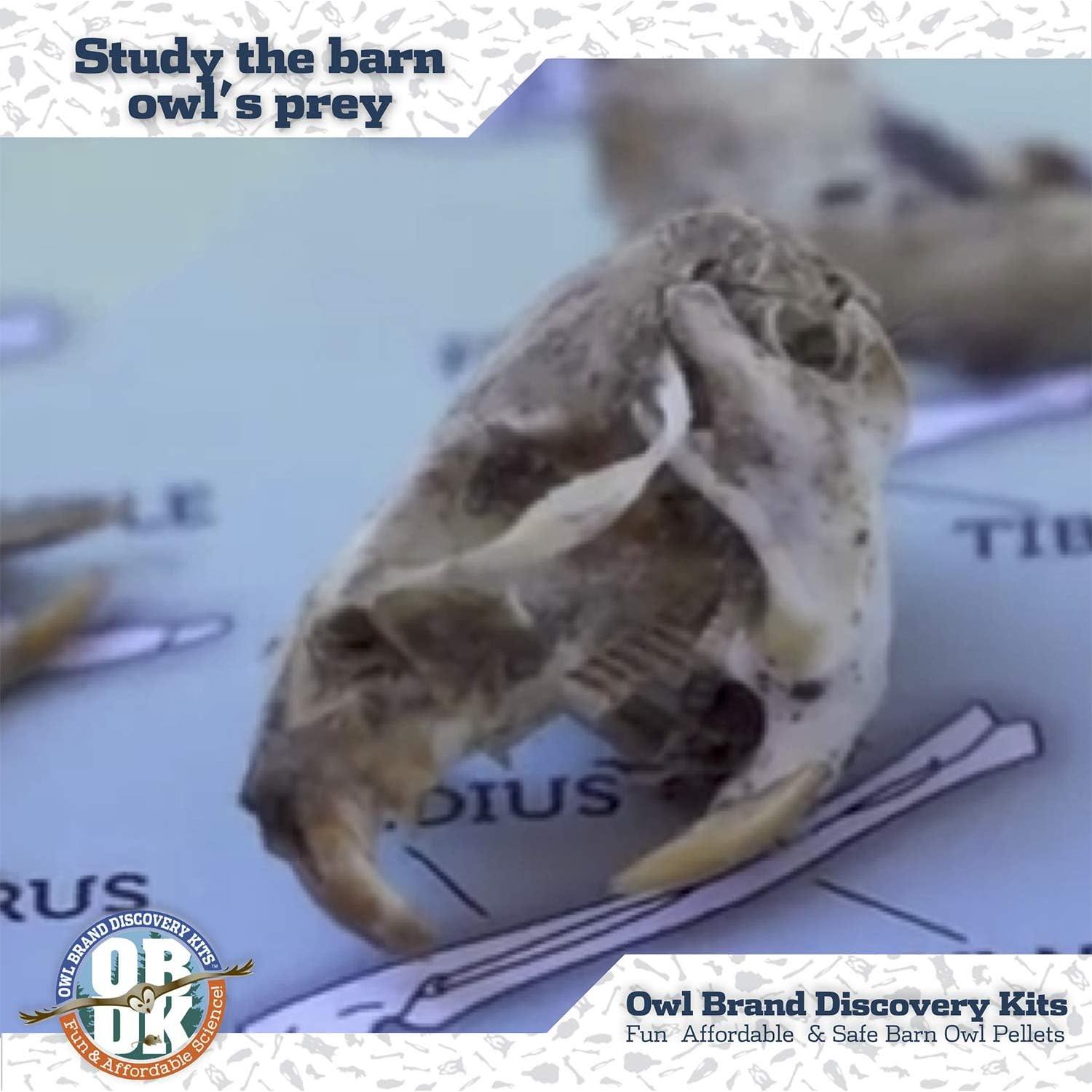 Pellets de Búho OBDK para Disección - 1 Paquete Pequeño