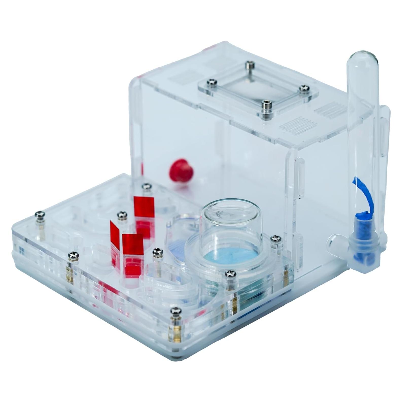 Granja de Hormigas Rimsunta 15 cm Juguete Educativo