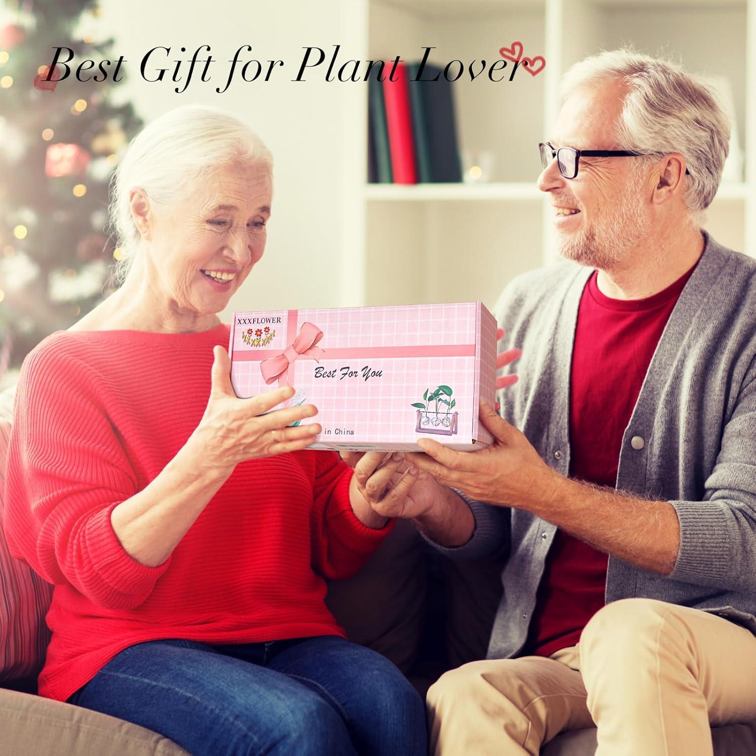 Terrario de Planta HUABEI con Soporte de Madera 3 Bulbos