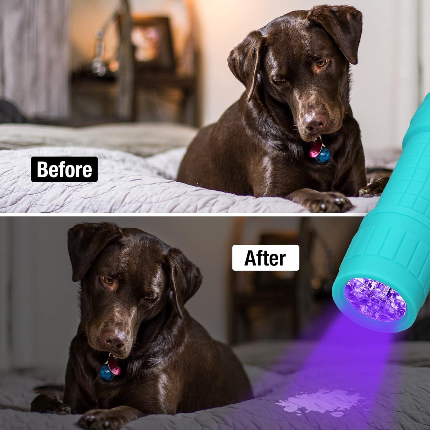 Linterna UV EverBrite Mini 9 LEDs 395nm para Mascotas