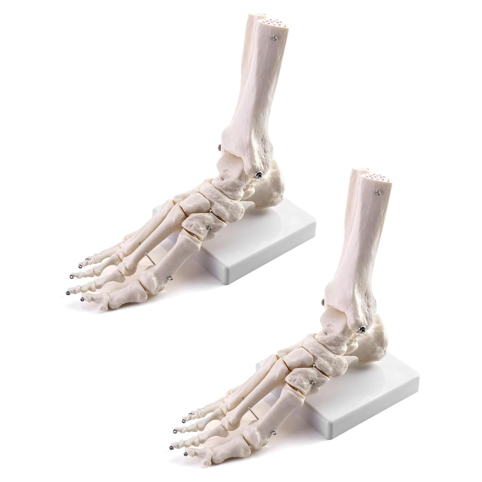 Modelo de Esqueleto Humano del Pie QWORK, Tamaño Real, Articulado