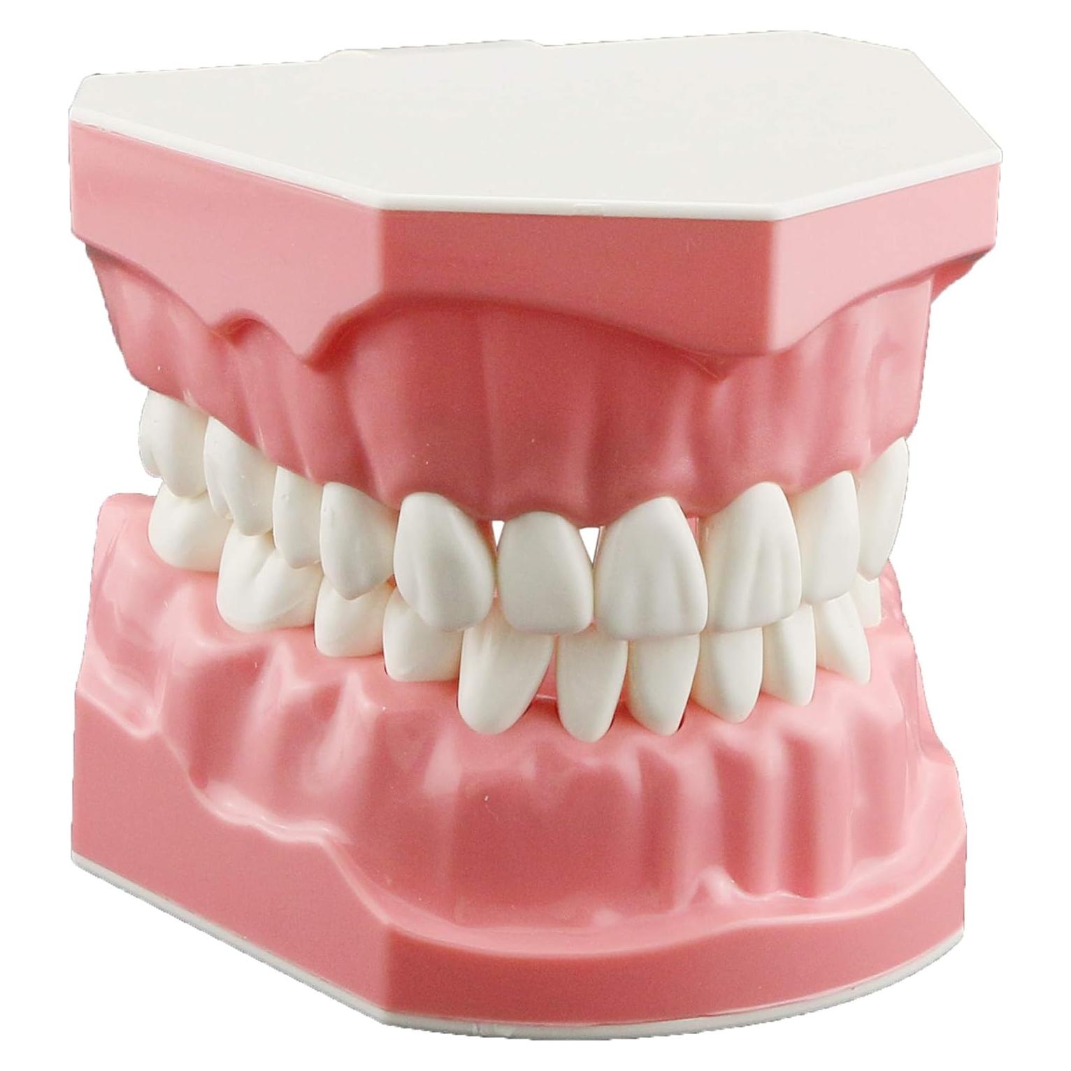 Modelo Dental Typodont SDX para Cepillado y Hilo Dental