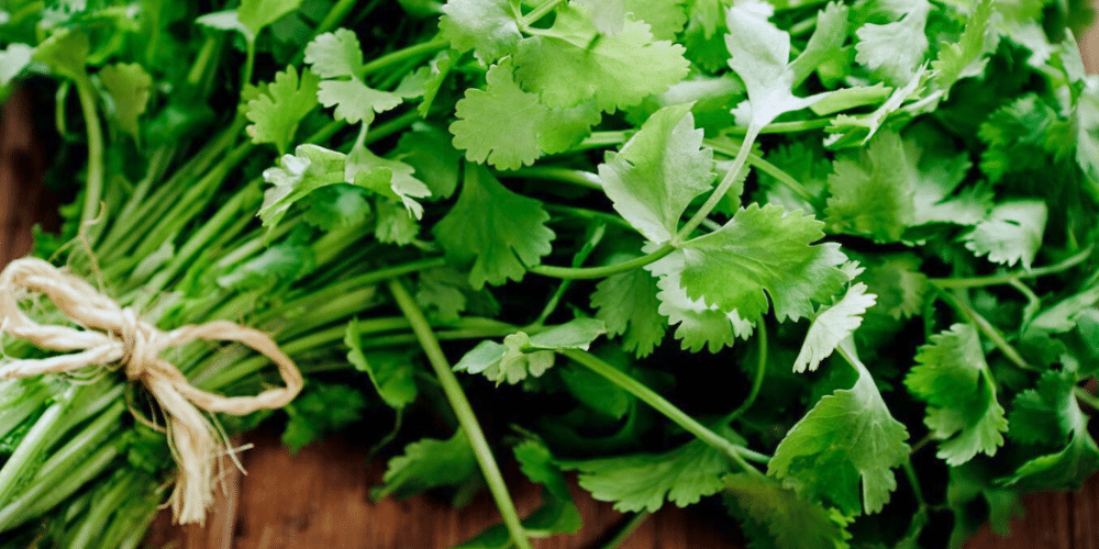 El precio del cilantro en México varía según la región. Según el Sistema Nacional de Información e Integración de Mercados (SNIIM), el precio por kilogramo en la Central de Abasto de Minatitlán, Veracruz, oscila entre 18 y 22 pesos, siendo 20 pesos el más común.  Sin embargo, los precios pueden fluctuar debido a factores como la sequía y las granizadas.