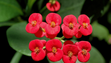 La flor que crece en México y cura mareos, vómitos y reumas