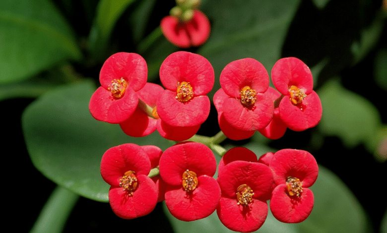 La flor que crece en México y cura mareos, vómitos y reumas