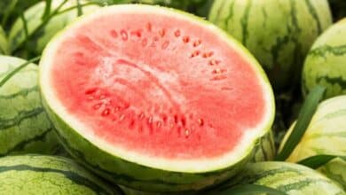 sandia