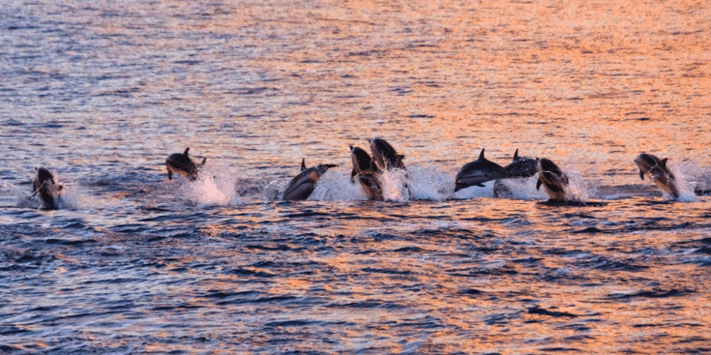 ¡Impresionante! Capta alrededor de 200 delfines cerca de la isla italiana de Ischia, Italia VIDEO