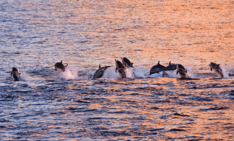 ¡Impresionante! Capta alrededor de 200 delfines cerca de la isla italiana de Ischia, Italia VIDEO