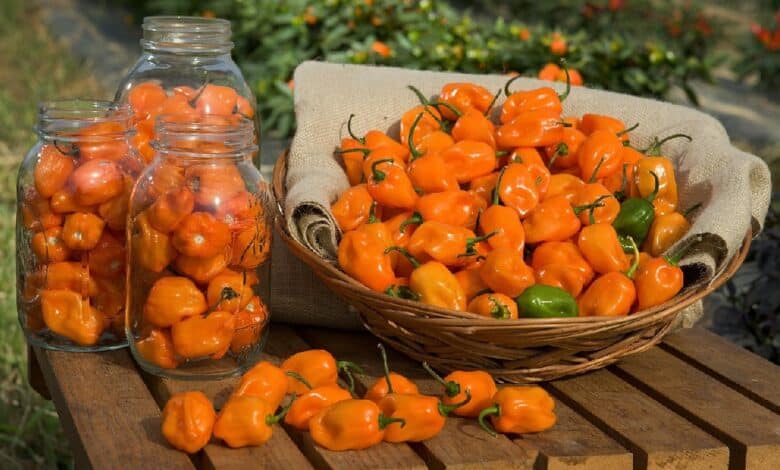 El Chile Habanero Reina en Yucatán: Déjalo Reinar También en Tu Cocina