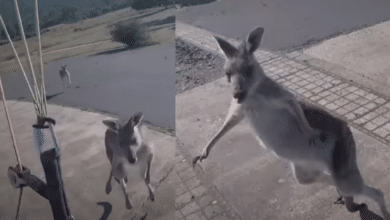 Hombre aterriza en paracaídas y se enfrenta a un canguro “boxeador”