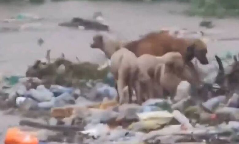 Perritos a la deriva, una mujer defendiendo su techo: imágenes de la devastación que dejó Beryl en Jamaica