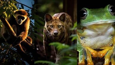 Conoce a los animales de la selva en peligro de extinción en 2024