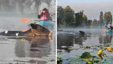 Video. Sorprende aparición de vacas nadando en canales de Xochimilco