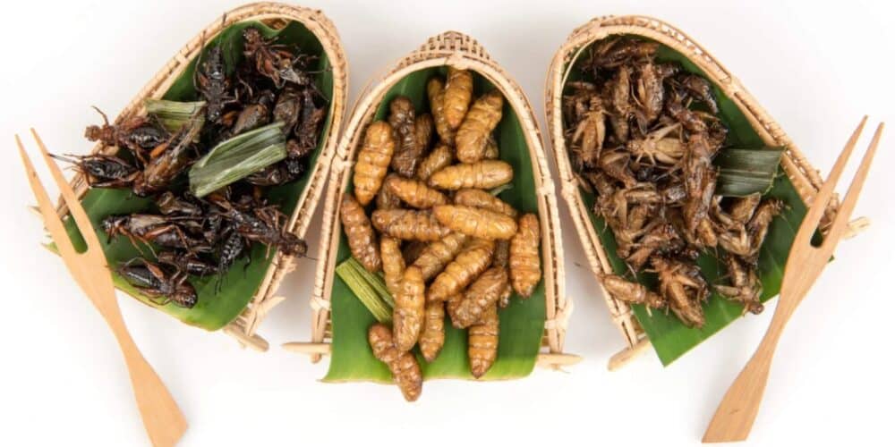 Los insectos comestibles en México: Tradición, nutrición y sostenibilidad en cada bocado