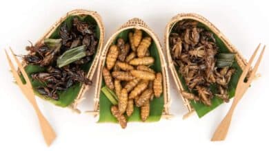 Los insectos comestibles en México: Tradición, nutrición y sostenibilidad en cada bocado