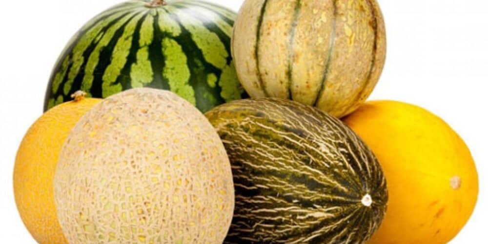 Variedades de melón: Explorando la diversidad de esta fruta deliciosa