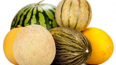 Variedades de melón: Explorando la diversidad de esta fruta deliciosa