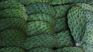 Nopal: Indiscutiblemente Mexicano