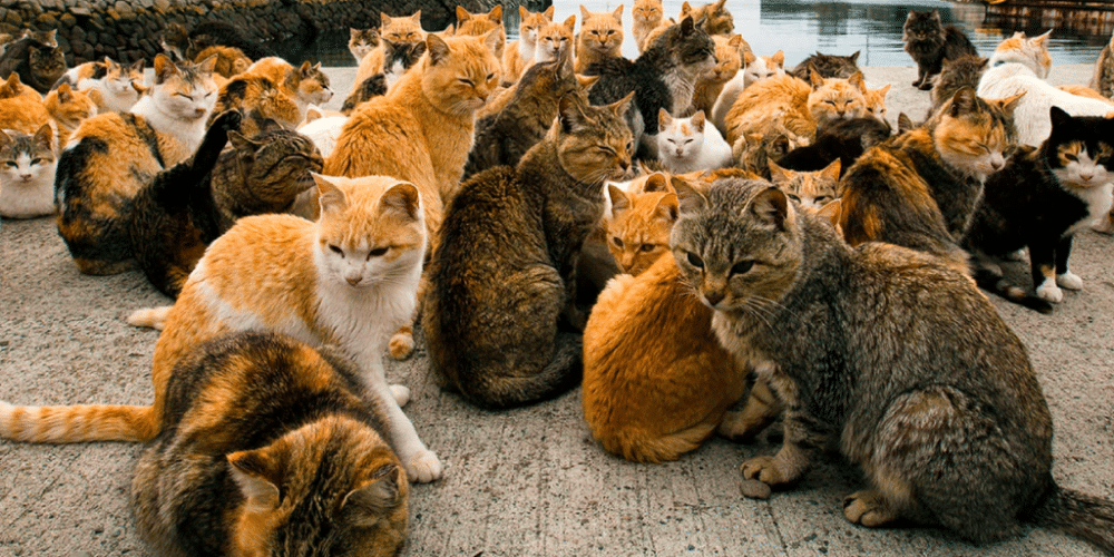 Aoshima: La isla japonesa donde los gatos superan en número a los humanos