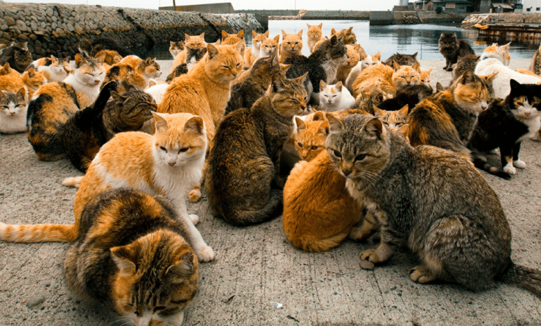 Aoshima: La isla japonesa donde los gatos superan en número a los humanos