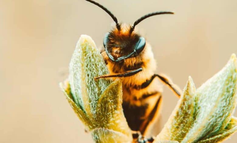 Suman 10 ataques de abejas en lo que va del año en Ahome