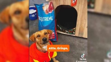 Héroe de cuatro patas frustra asalto en gasolinera en Perú