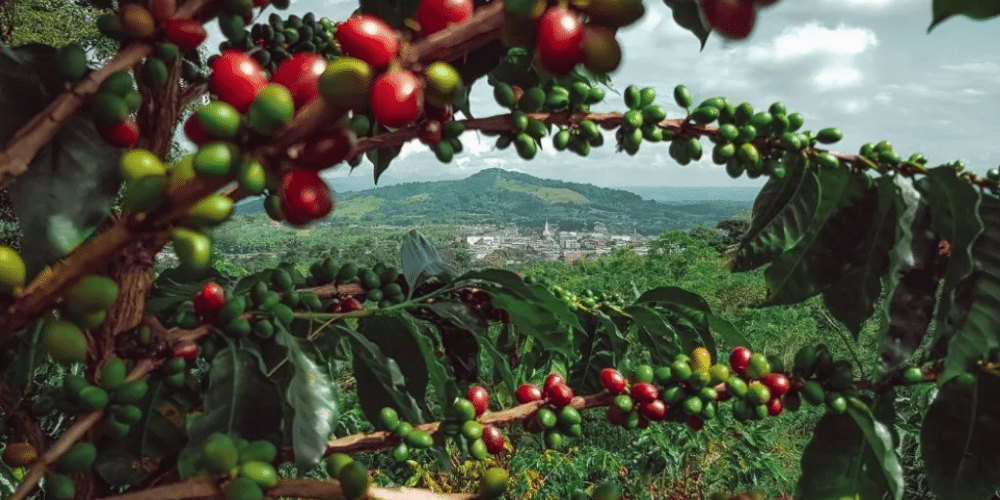 Café Colombiano: Ícono De Historia