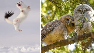 Las imágenes más impresionantes del Wildlife Photographer of the Year 2024