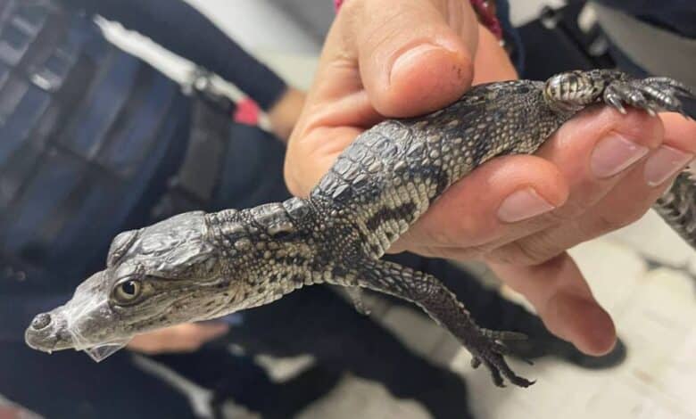 Rescatan a cocodrilo bebé que deambulaba en Línea B del Metro