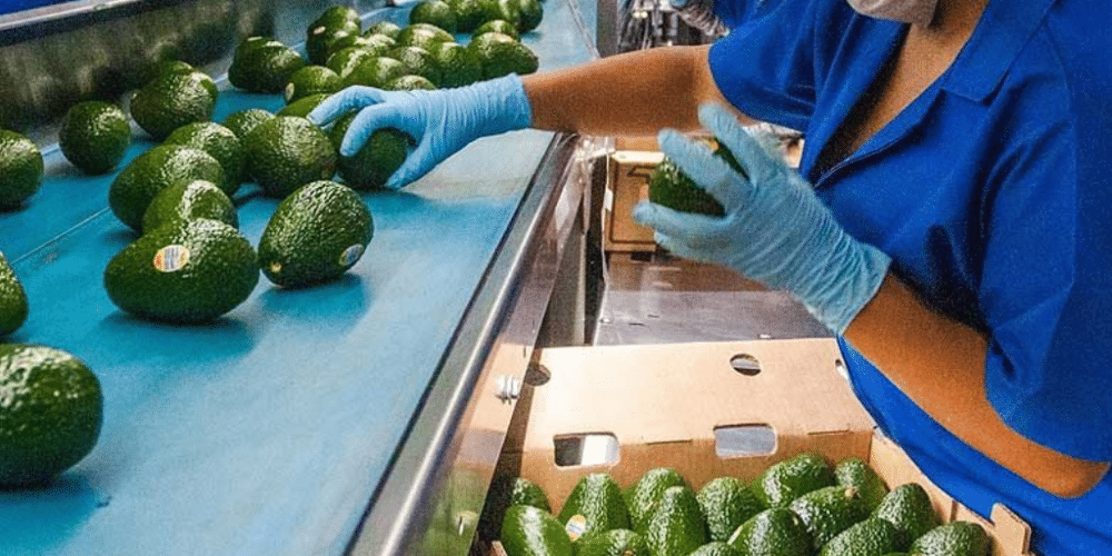 Los agroproductos mexicanos que más brillan en el extranjero