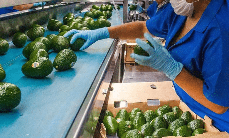 Los agroproductos mexicanos que más brillan en el extranjero