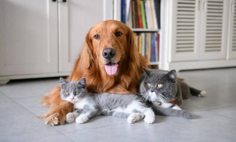 Las razas de perros que se llevan mejor con los gatos