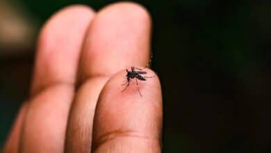 Lluvias en BCS provocarán aumento de casos de dengue (Foto de internet)