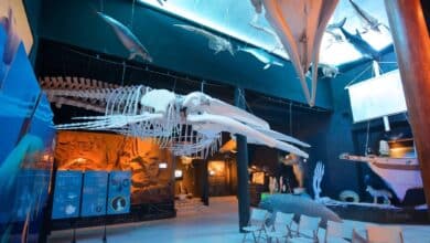 Museo de la Ballena en La Paz, un recinto imperdible (Foto de internet)