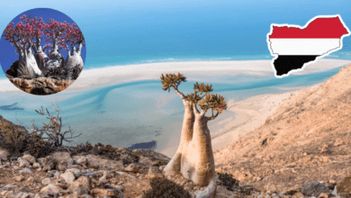 ¿Estás en la Tierra o en Marte Descubre Socotra, la isla alienígena que desafía a la biología (Foto por Tripadvisor y Against the Compass)