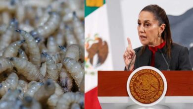 Claudia Sheinbaum habla sobre situación del gusano barrenador