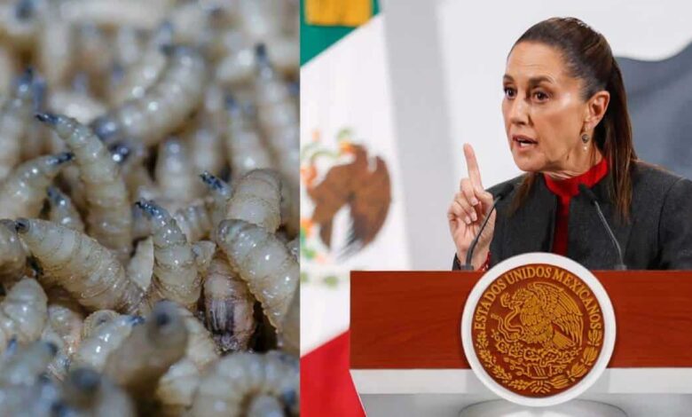 Claudia Sheinbaum habla sobre situación del gusano barrenador