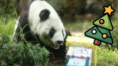 La panda gigante Xin Xin recibe un árbol de Navidad