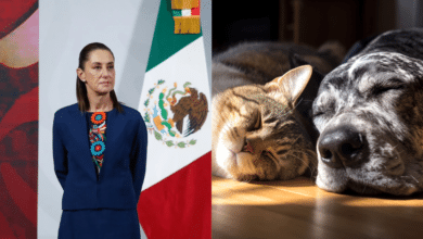 Sheinbaum impulsa una nueva Ley de Cuidado Animal con participación de organizaciones protectoras
