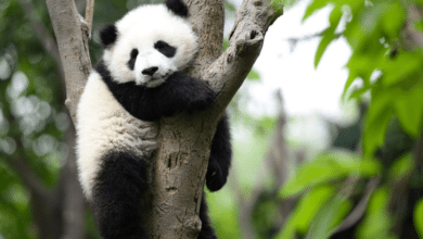 Por qué los pandas gigantes dejaron de estar en peligro de extinción