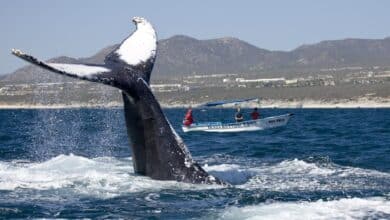 Profepa impulsa avistamiento de ballenas responsable en BCS (Foto de internet)