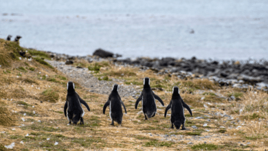 Navegación a la Isla Magdalena para conocer la colonia de pingüinos en Chile (1)