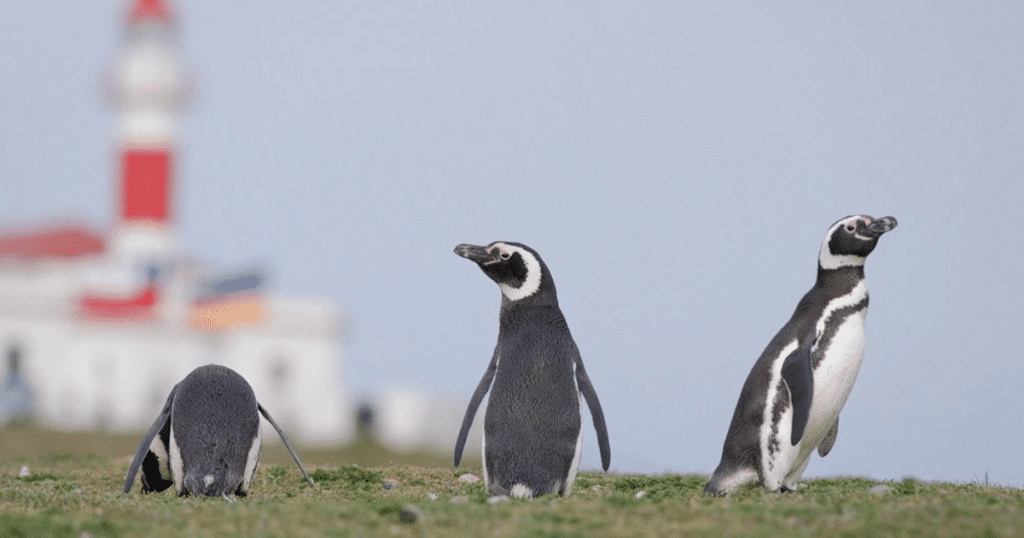 Isla Magdalena,pingüinos magallánicos,tour en Chile,navegación Estrecho de Magallanes,Punta Arenas,fauna Patagonia,turismo natural,excursión Isla Magdalena,viaje a Chile,colonias de pingüinos