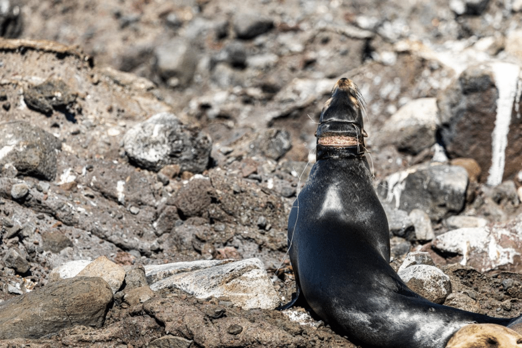 Lobo marino herido Baja California Sur
