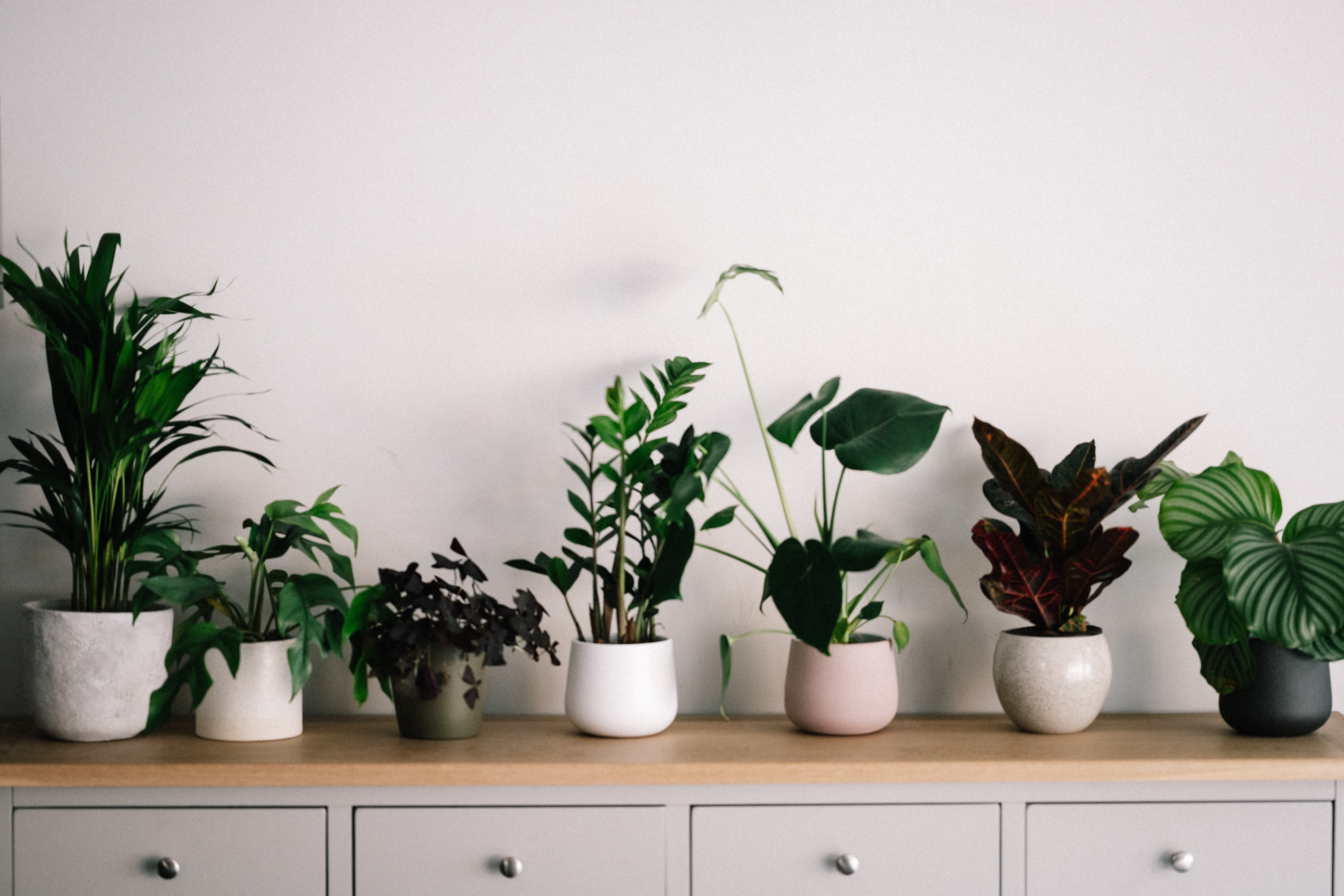 fake plants living room