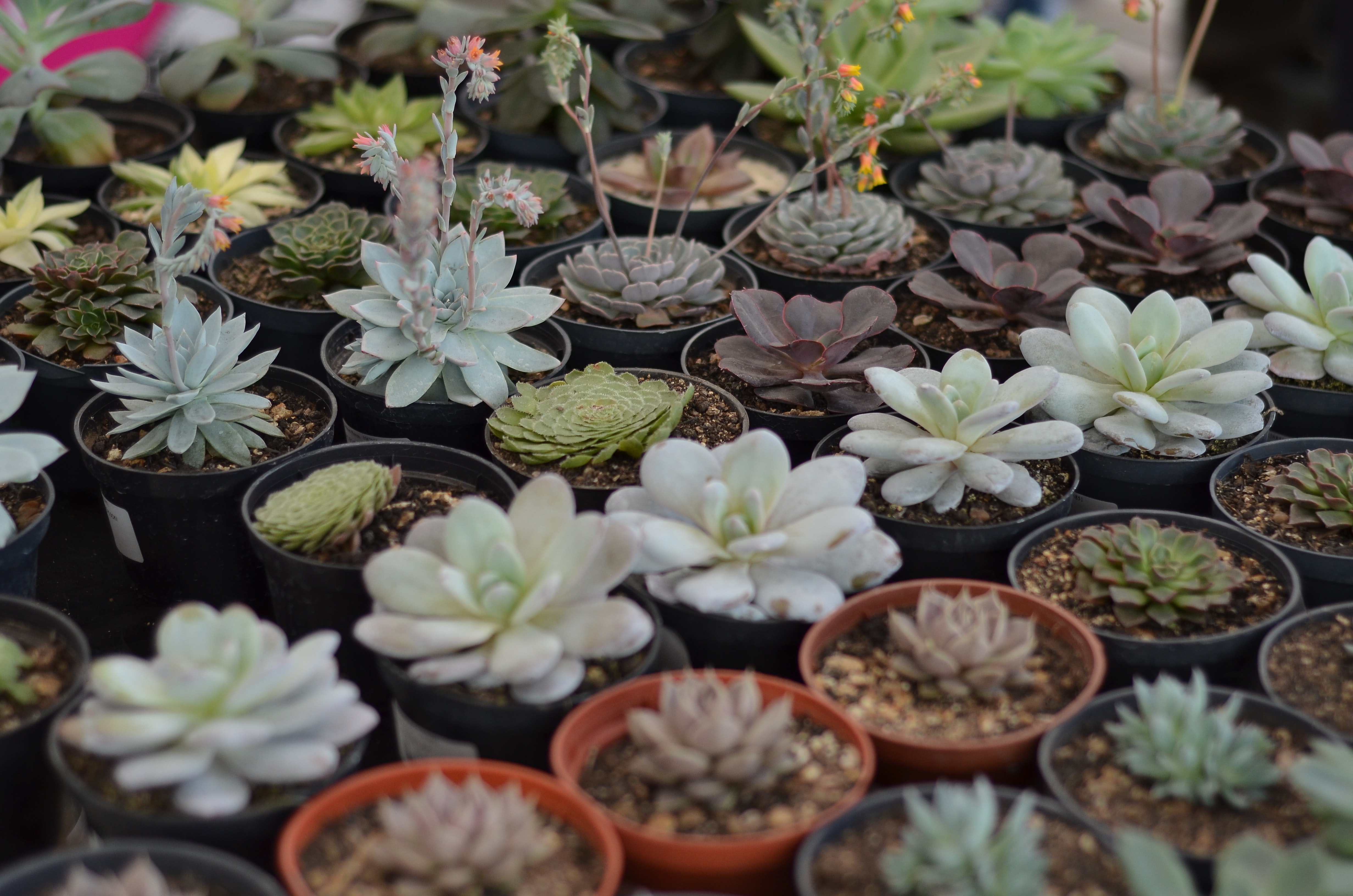 fake plants living room