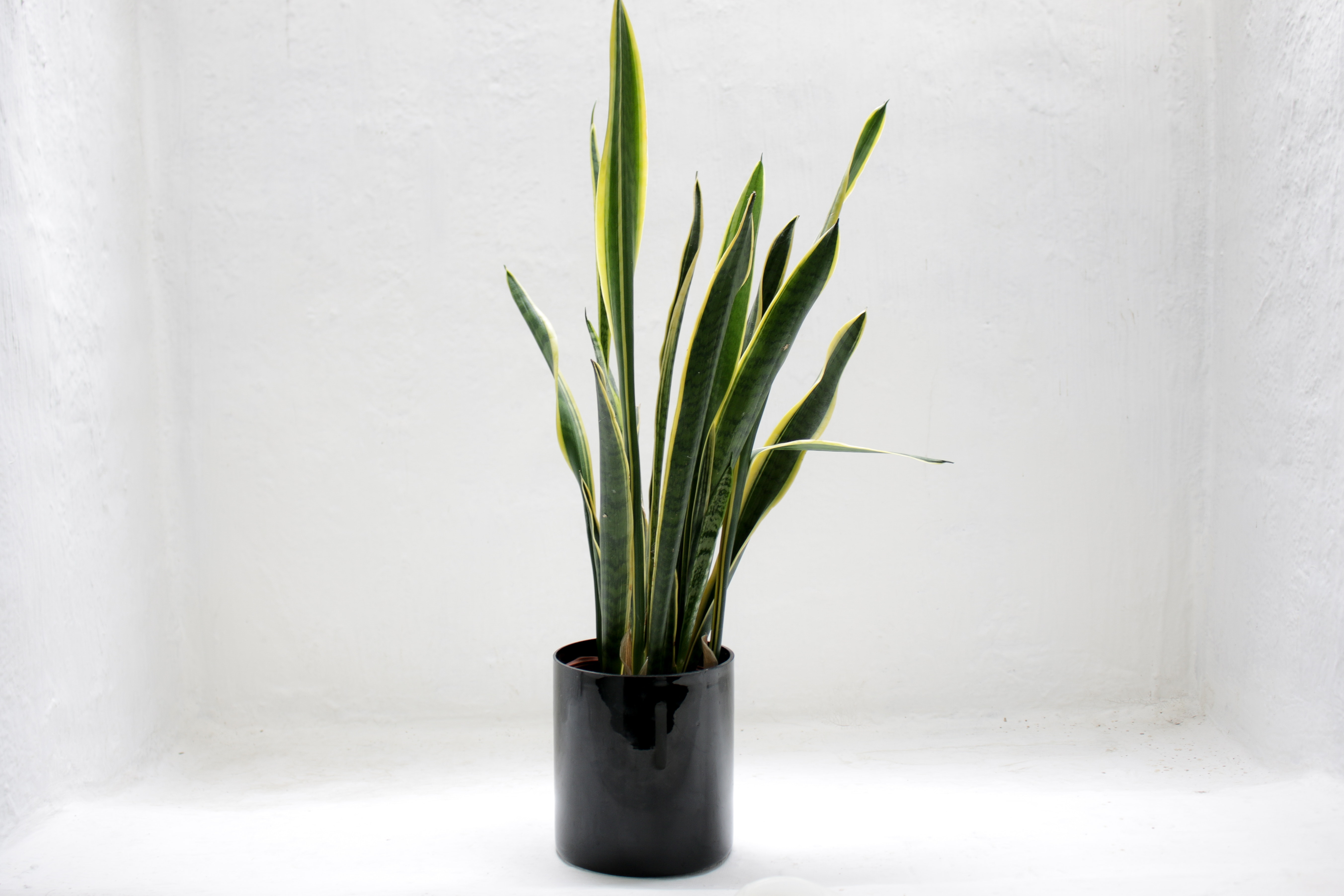 Artificial Snake Plant