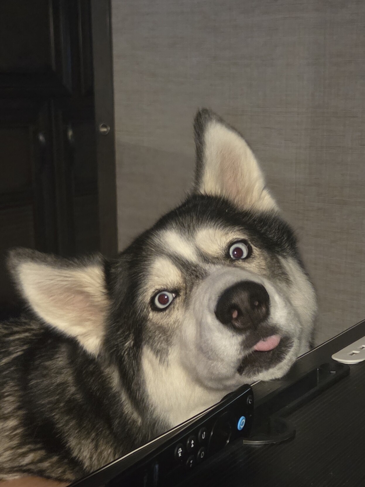 A close-up photograph of a black, white, and grey Husky tilting her head to one side. Her widened, kcy blue eyes look toward the camera, and a small portion of her pink tongue is visible. Her chin rests on a small black table.