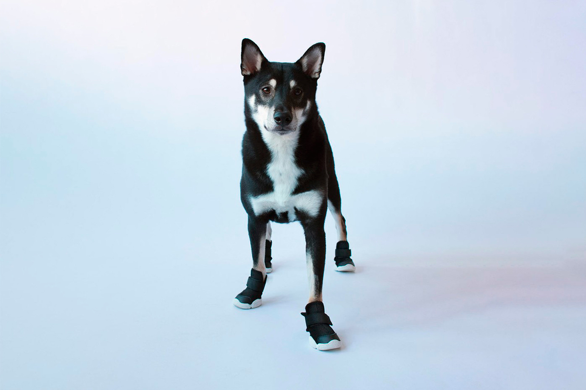 Dog Sneakers We’re Going Barking Mad For 
